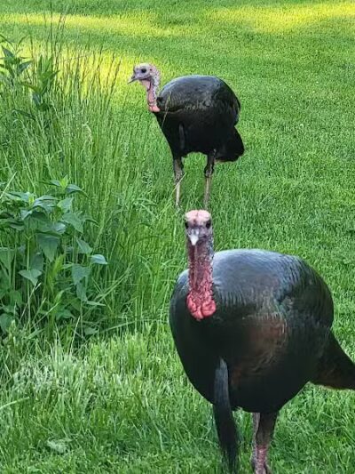 Blendon Woods Metro Park - Columbus, OH