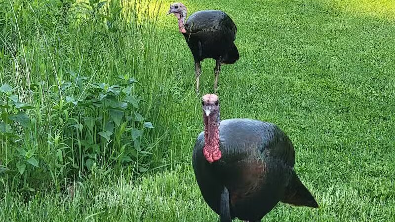 Blendon Woods Metro Park - Columbus, OH