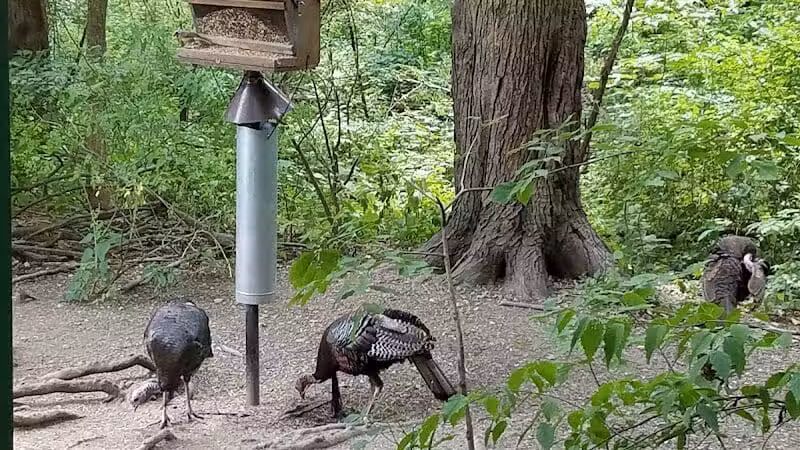 Blendon Woods Metro Park - Columbus, OH