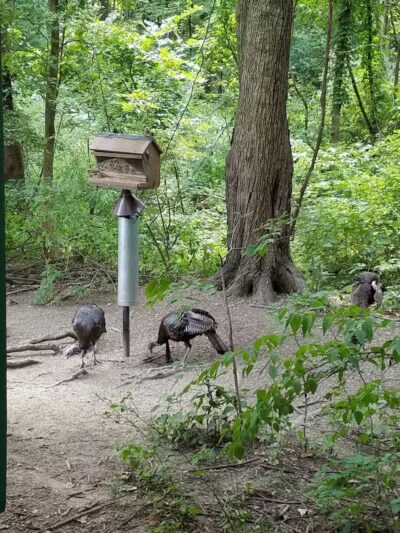 Blendon Woods Metro Park - Columbus, OH