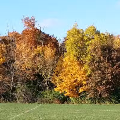 Brandywine Park - Columbus, OH