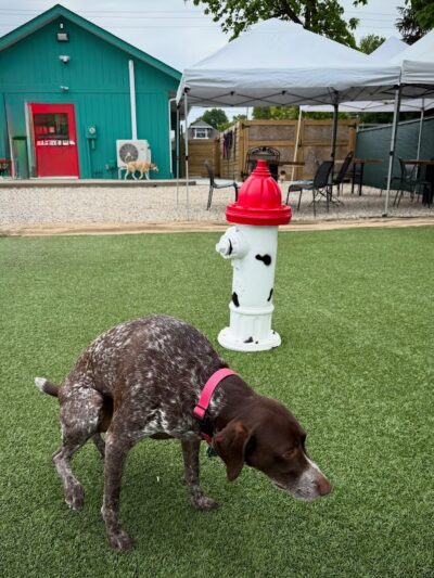 Bumble's Backyard - Columbus, OH