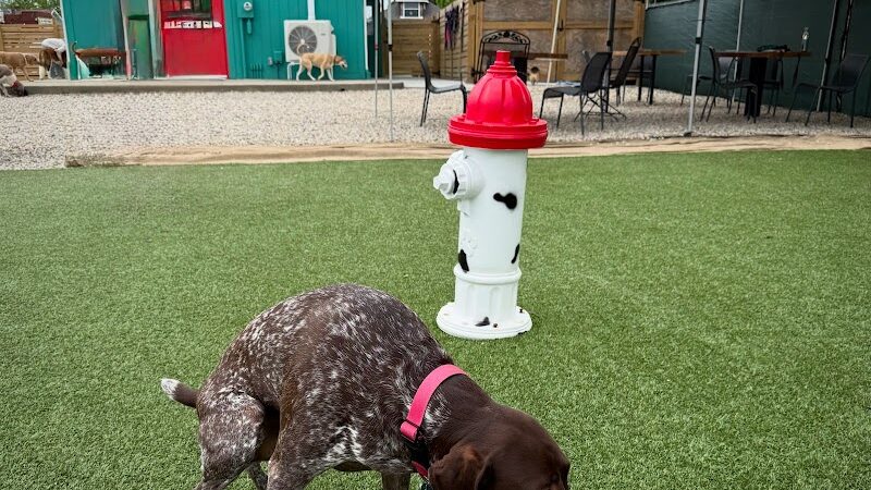 Bumble's Backyard - Columbus, OH