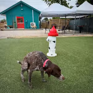 Bumble's Backyard - Columbus, OH