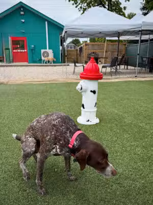 Bumble's Backyard - Columbus, OH