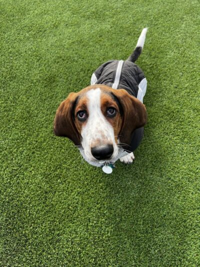 Bumble's Backyard - Columbus, OH