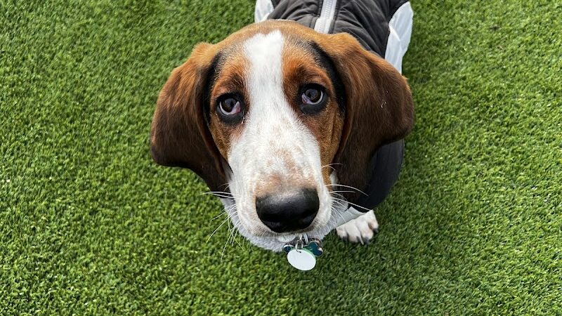 Bumble's Backyard - Columbus, OH