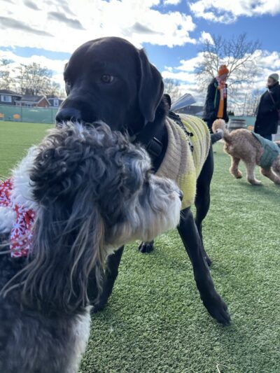 Bumble's Backyard - Columbus, OH