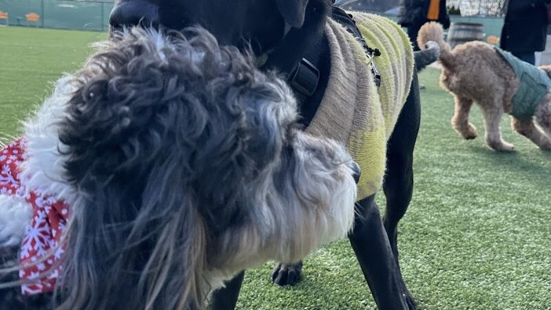 Bumble's Backyard - Columbus, OH