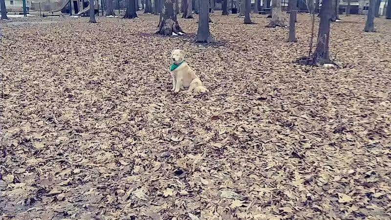 Chaseland Park - Columbus, OH