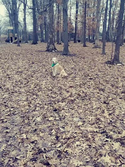 Chaseland Park - Columbus, OH