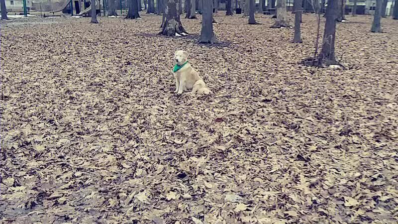 Chaseland Park - Columbus, OH