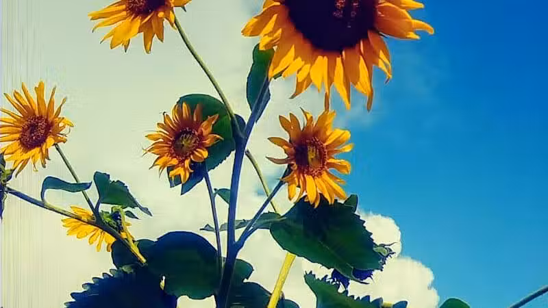 Chaseland Park - Columbus, OH