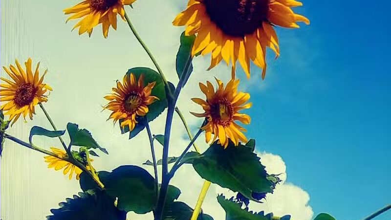 Chaseland Park - Columbus, OH