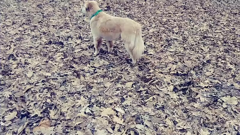 Chaseland Park - Columbus, OH