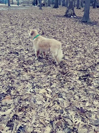 Chaseland Park - Columbus, OH