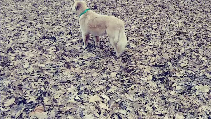 Chaseland Park - Columbus, OH