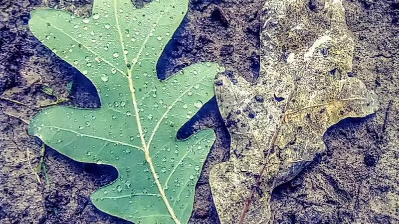 Chaseland Park - Columbus, OH