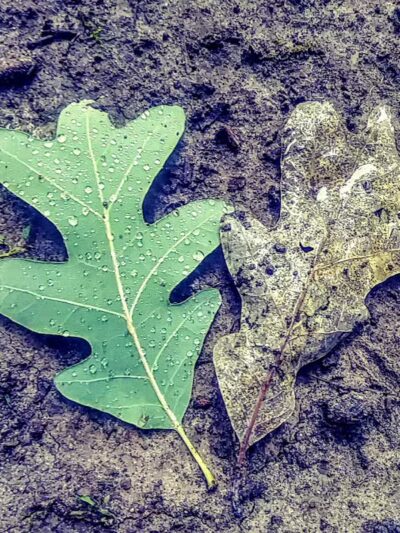 Chaseland Park - Columbus, OH