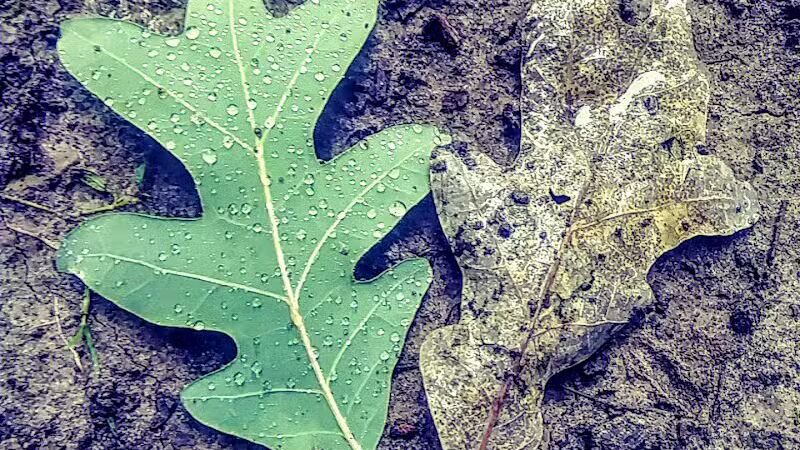 Chaseland Park - Columbus, OH