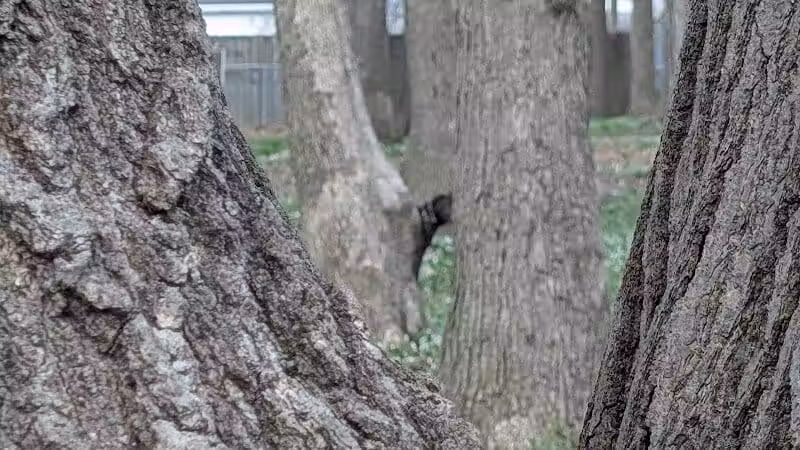 Chaseland Park - Columbus, OH