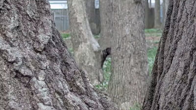 Chaseland Park - Columbus, OH