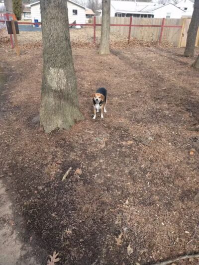 Chaseland Park - Columbus, OH