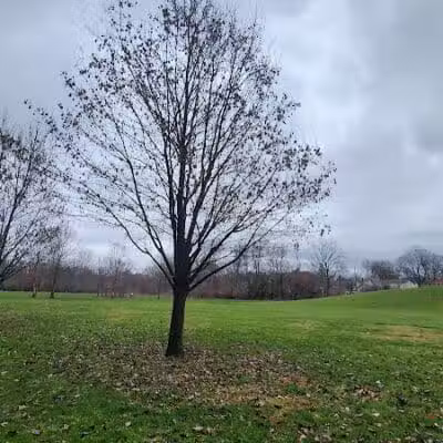 Clinton -Como Park - Columbus, OH