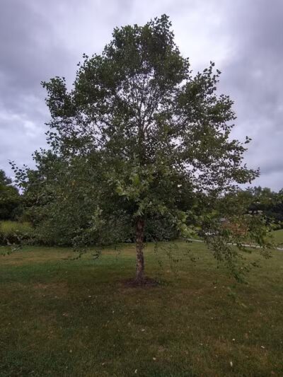 Clinton -Como Park - Columbus, OH