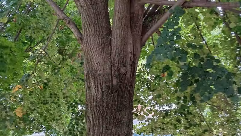 Cody Park - Columbus, OH