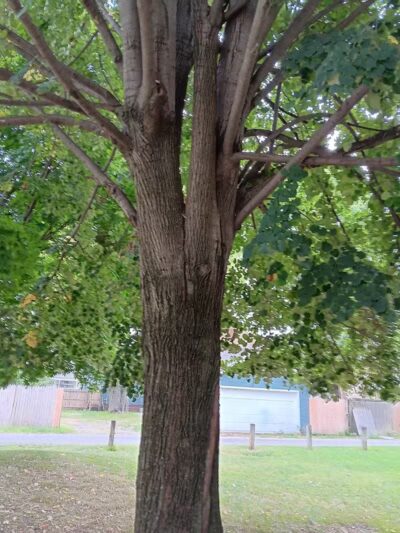 Cody Park - Columbus, OH