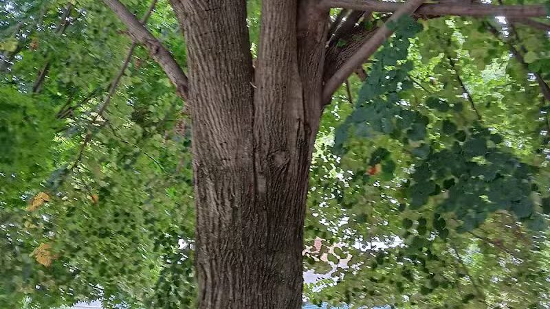 Cody Park - Columbus, OH