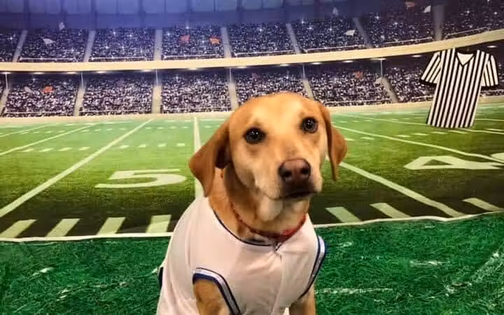 Dogtopia of Columbus-Downtown - Columbus, OH