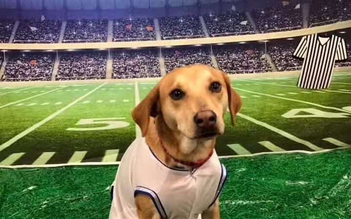 Dogtopia of Columbus-Downtown - Columbus, OH