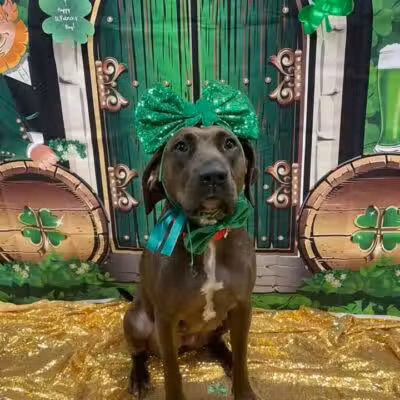 Dogtopia of Columbus-Downtown - Columbus, OH