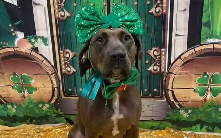 Dogtopia of Columbus-Downtown - Columbus, OH