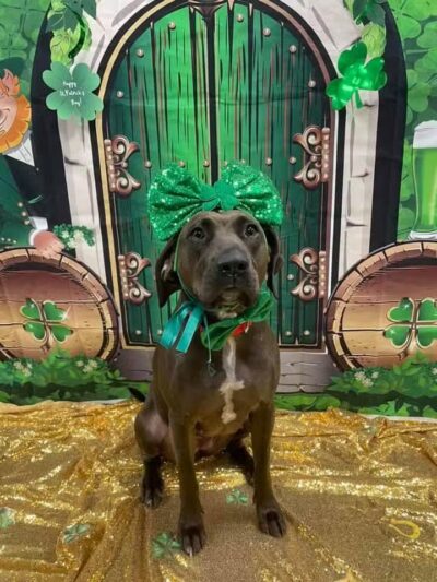 Dogtopia of Columbus-Downtown - Columbus, OH