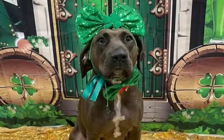 Dogtopia of Columbus-Downtown - Columbus, OH