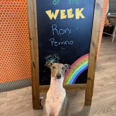 Dogtopia of Columbus-Downtown - Columbus, OH