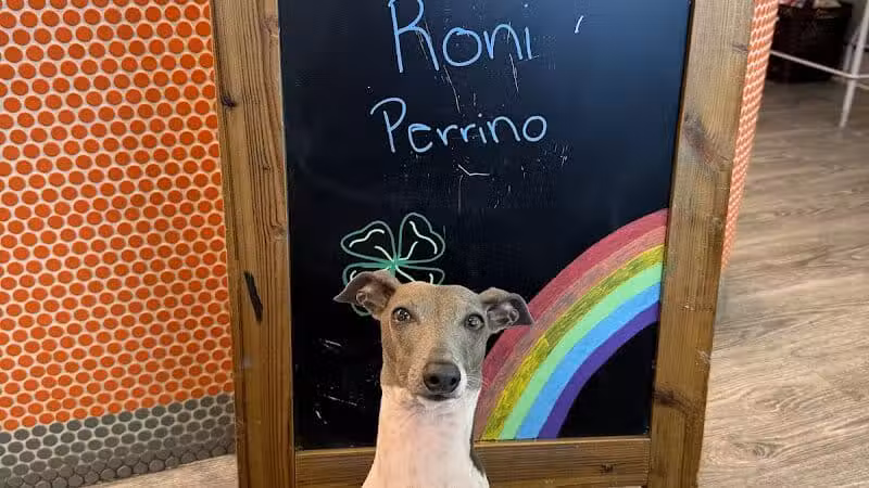 Dogtopia of Columbus-Downtown - Columbus, OH