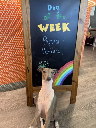 Dogtopia of Columbus-Downtown - Columbus, OH