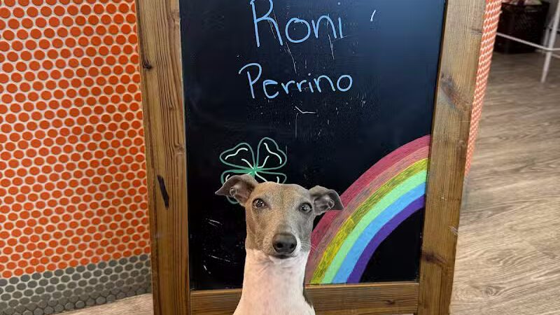 Dogtopia of Columbus-Downtown - Columbus, OH