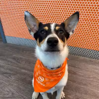 Dogtopia of Columbus-Downtown - Columbus, OH