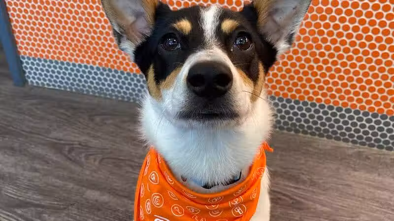 Dogtopia of Columbus-Downtown - Columbus, OH