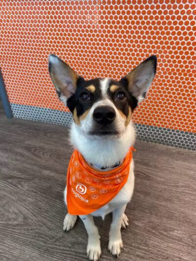 Dogtopia of Columbus-Downtown - Columbus, OH