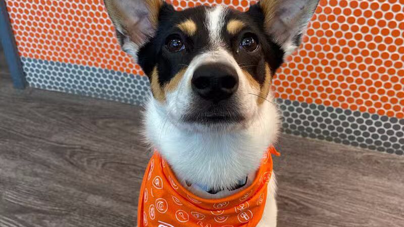 Dogtopia of Columbus-Downtown - Columbus, OH