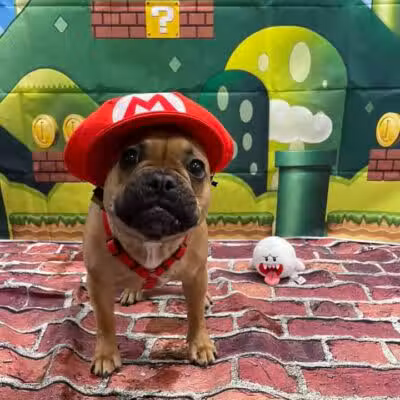 Dogtopia of Columbus-Downtown - Columbus, OH