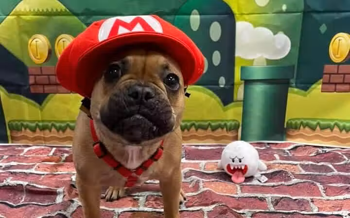 Dogtopia of Columbus-Downtown - Columbus, OH