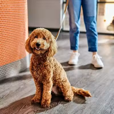 Dogtopia of Columbus-Downtown - Columbus, OH