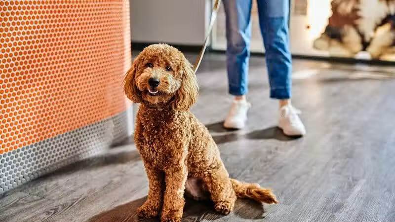 Dogtopia of Columbus-Downtown - Columbus, OH